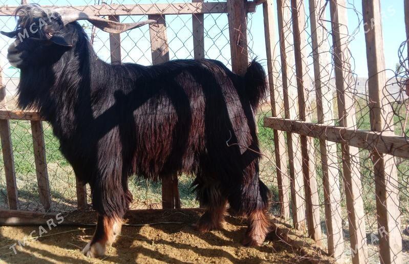 Teke - Bäherden - img 2