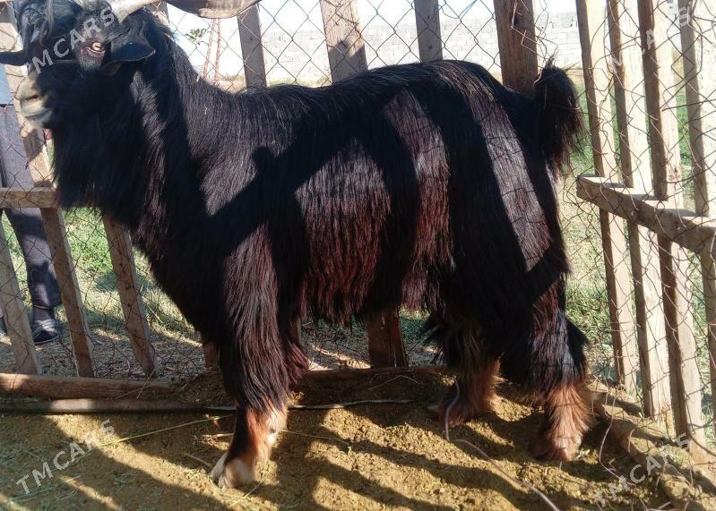 Teke - Bäherden - img 1