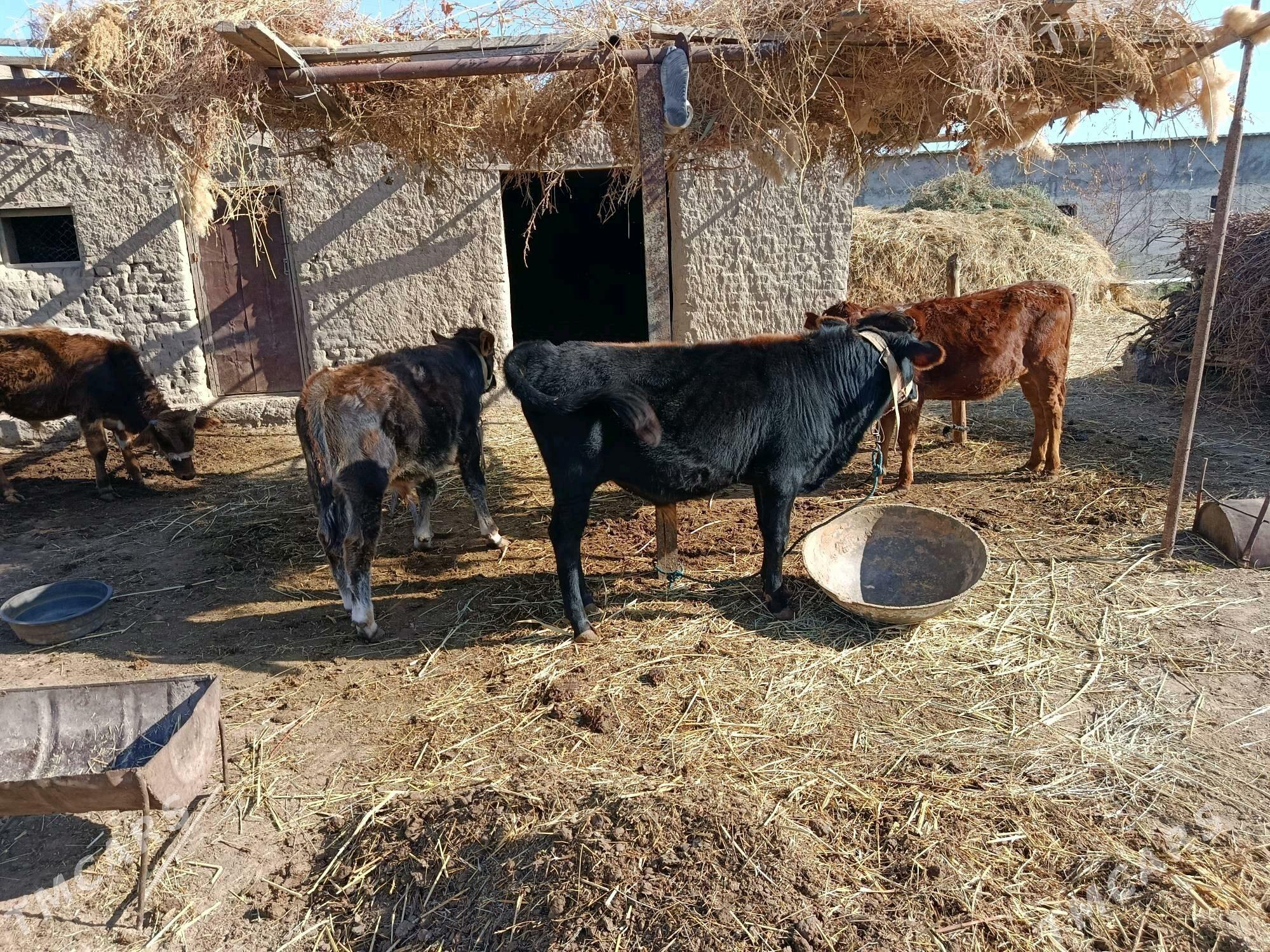 öküzçe - Ýolöten - img 1