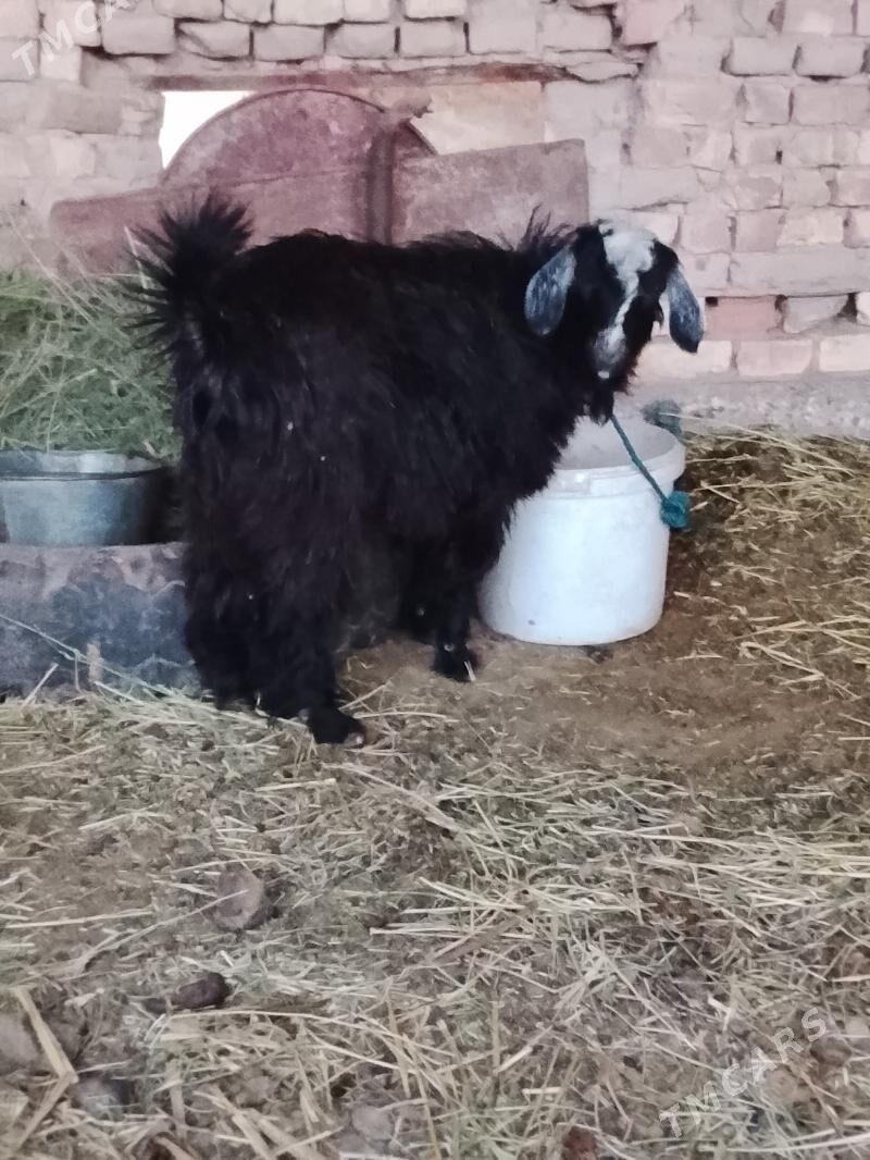 guzylar we geci - Çärjew - img 1