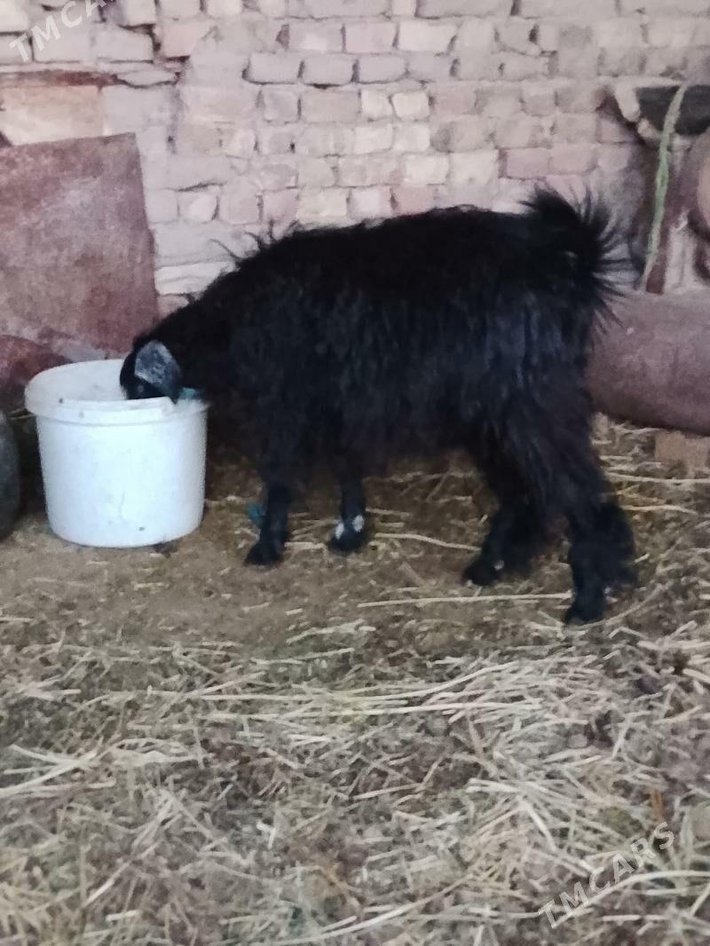 guzylar we geci - Çärjew - img 5