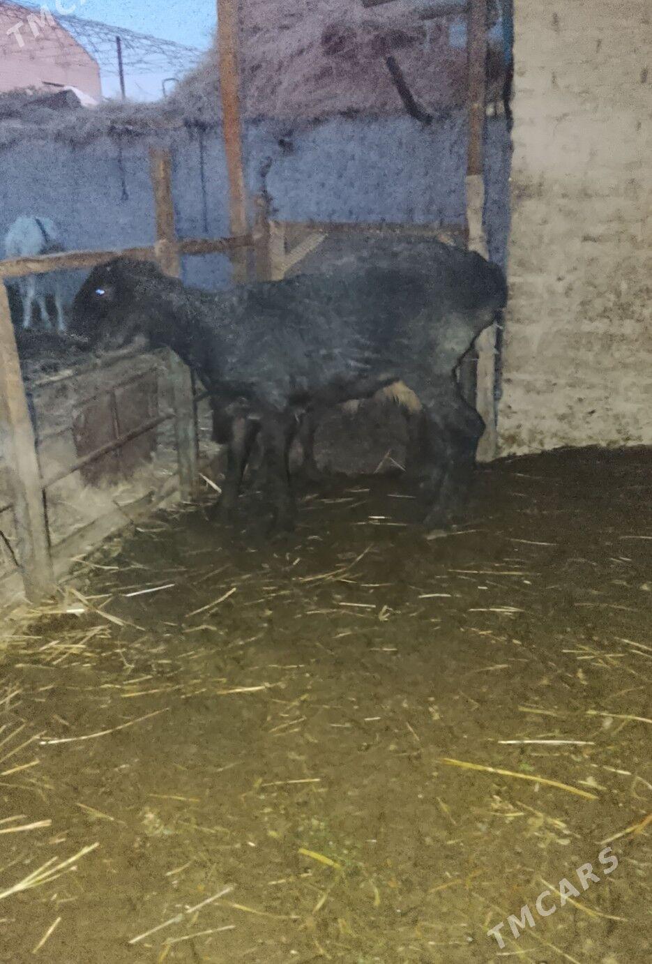 guzylar we geci - Çärjew - img 4