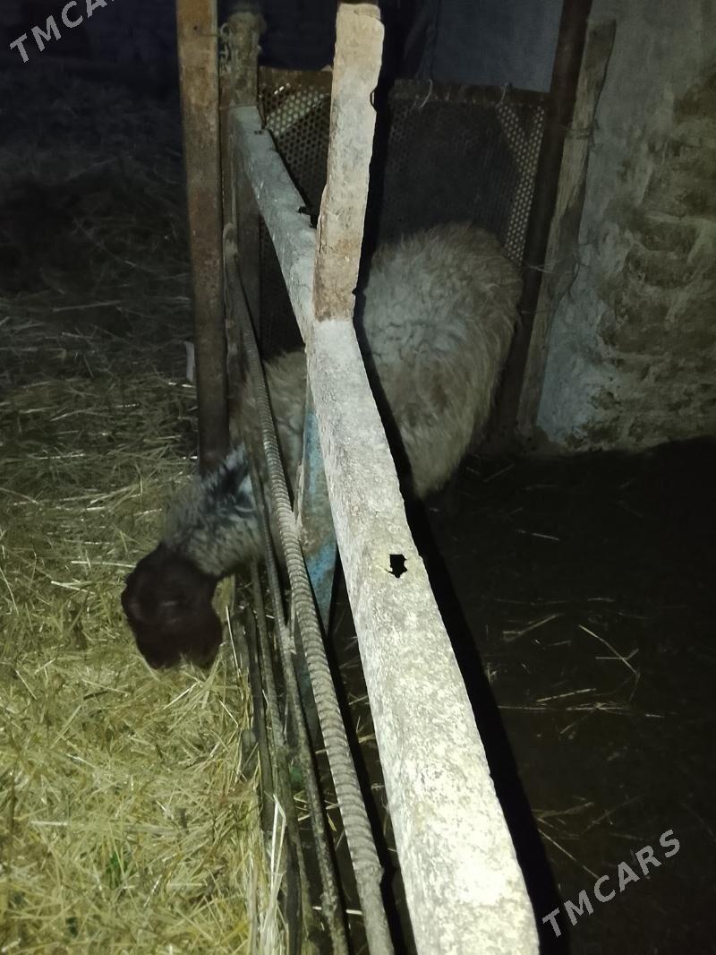 guzylar we geci - Çärjew - img 3