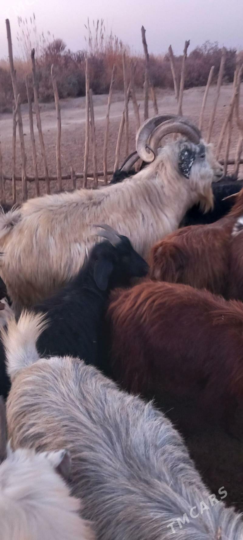 Serke - Garabekewül - img 7