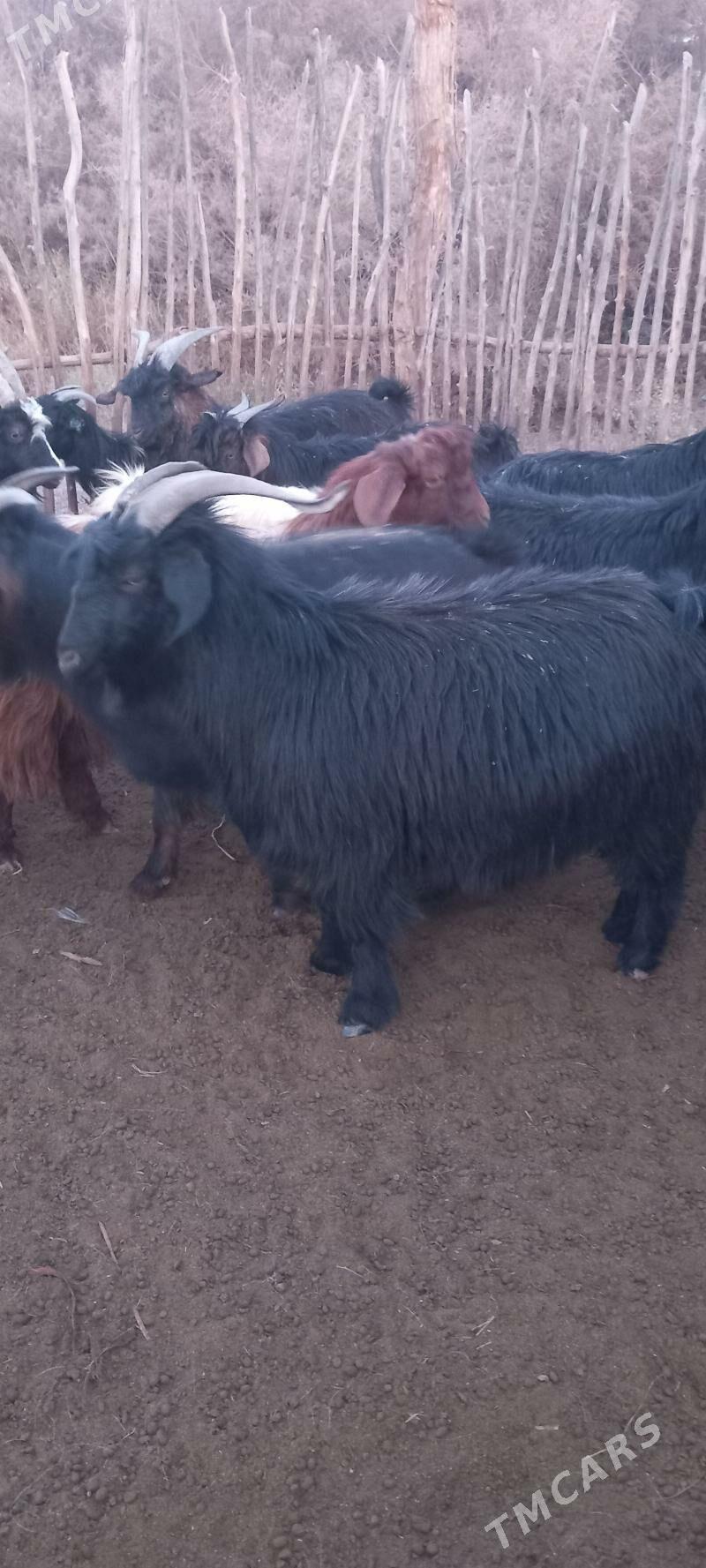 Serke - Garabekewül - img 6