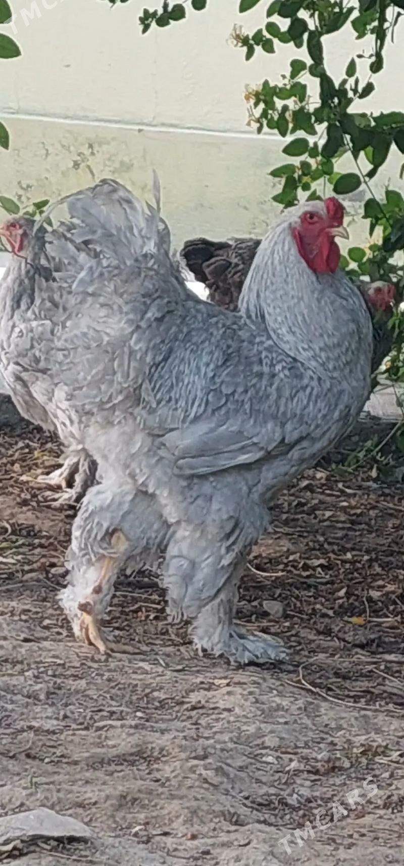 Lawanta - Гарадамак - img 3