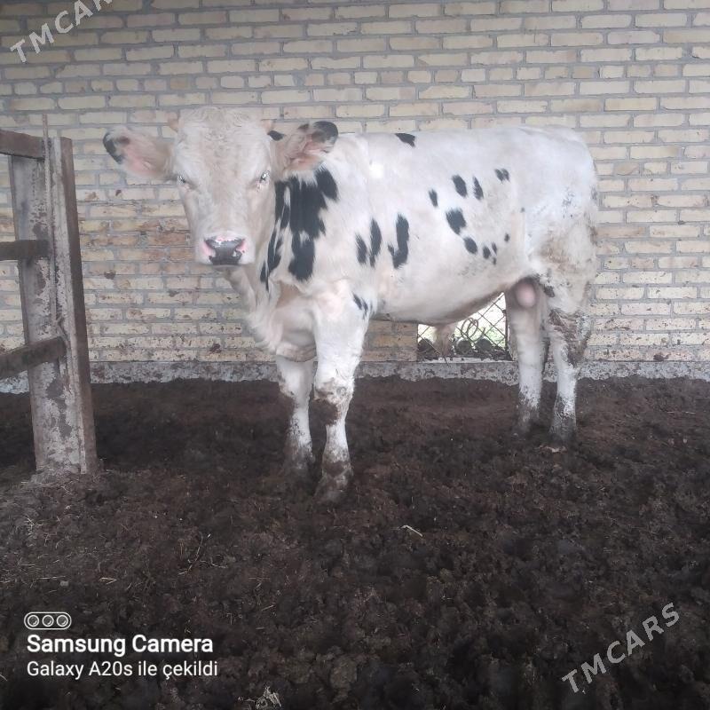 simental öküzler - Saýat - img 4