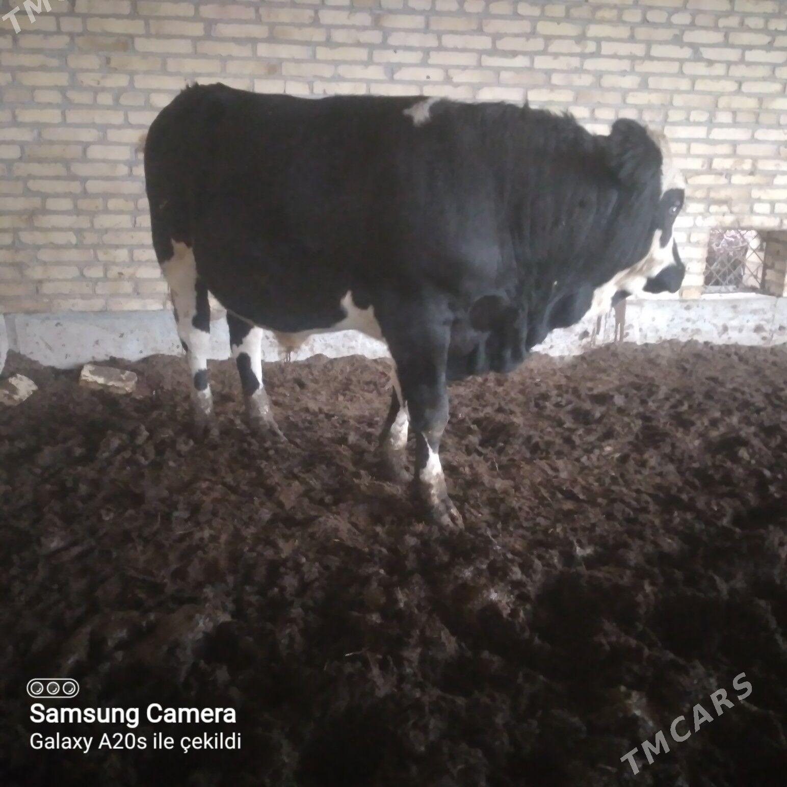 simental öküzler - Saýat - img 2