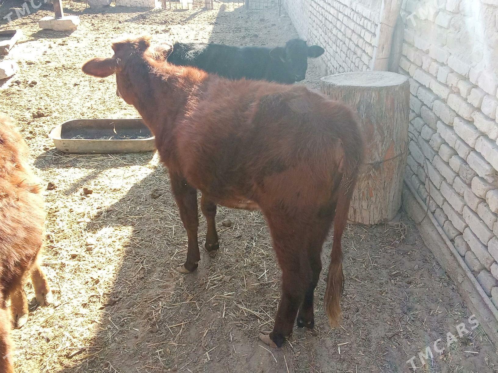 Gulajyn - Mary - img 1