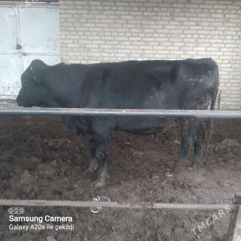 simental öküzler - Saýat - img 3