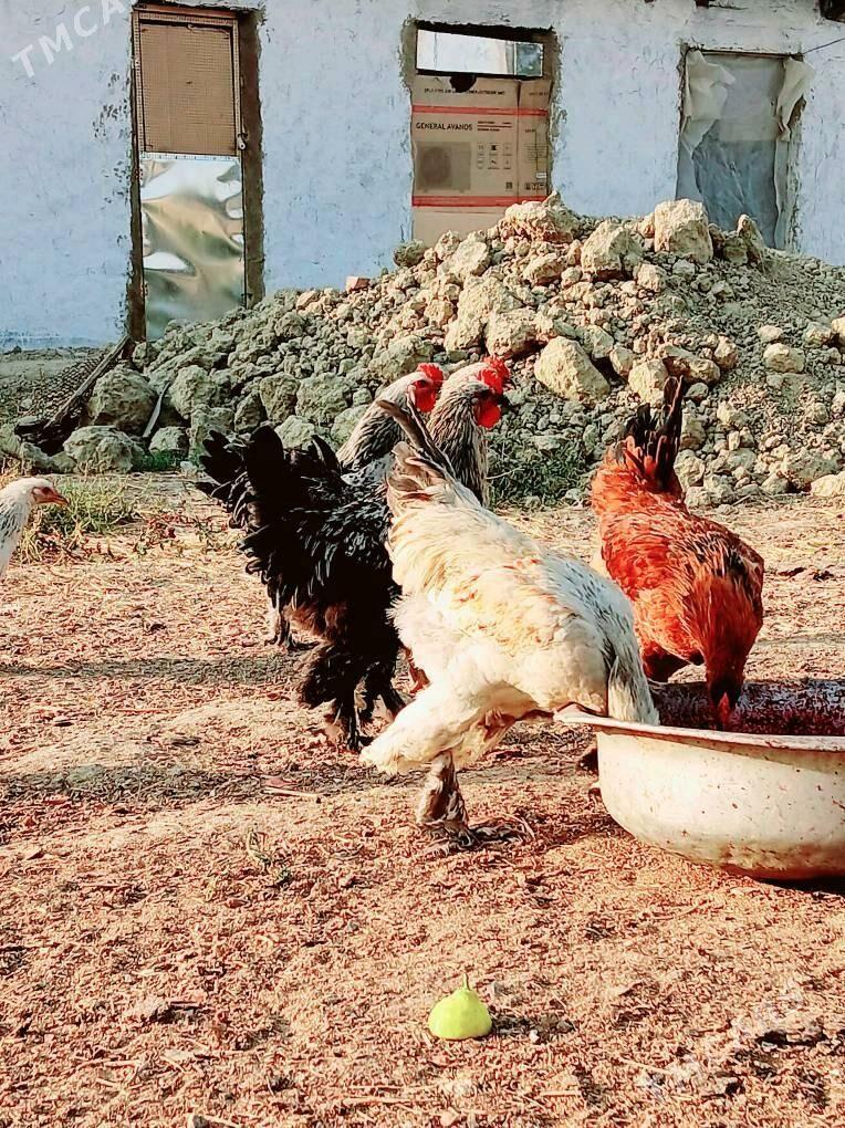 balgar Horaz - Бахарден - img 2