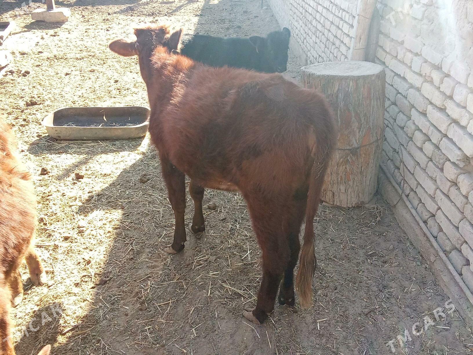 Gulajyn - Mary - img 3