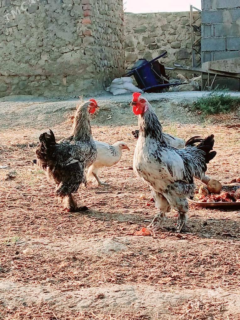 balgar Horaz - Бахарден - img 1