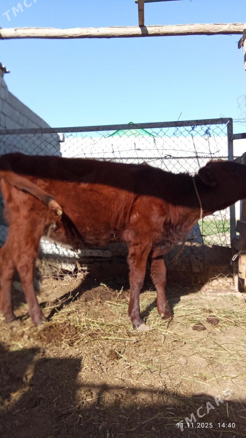 Ulu mal - Гёкдепе - img 3