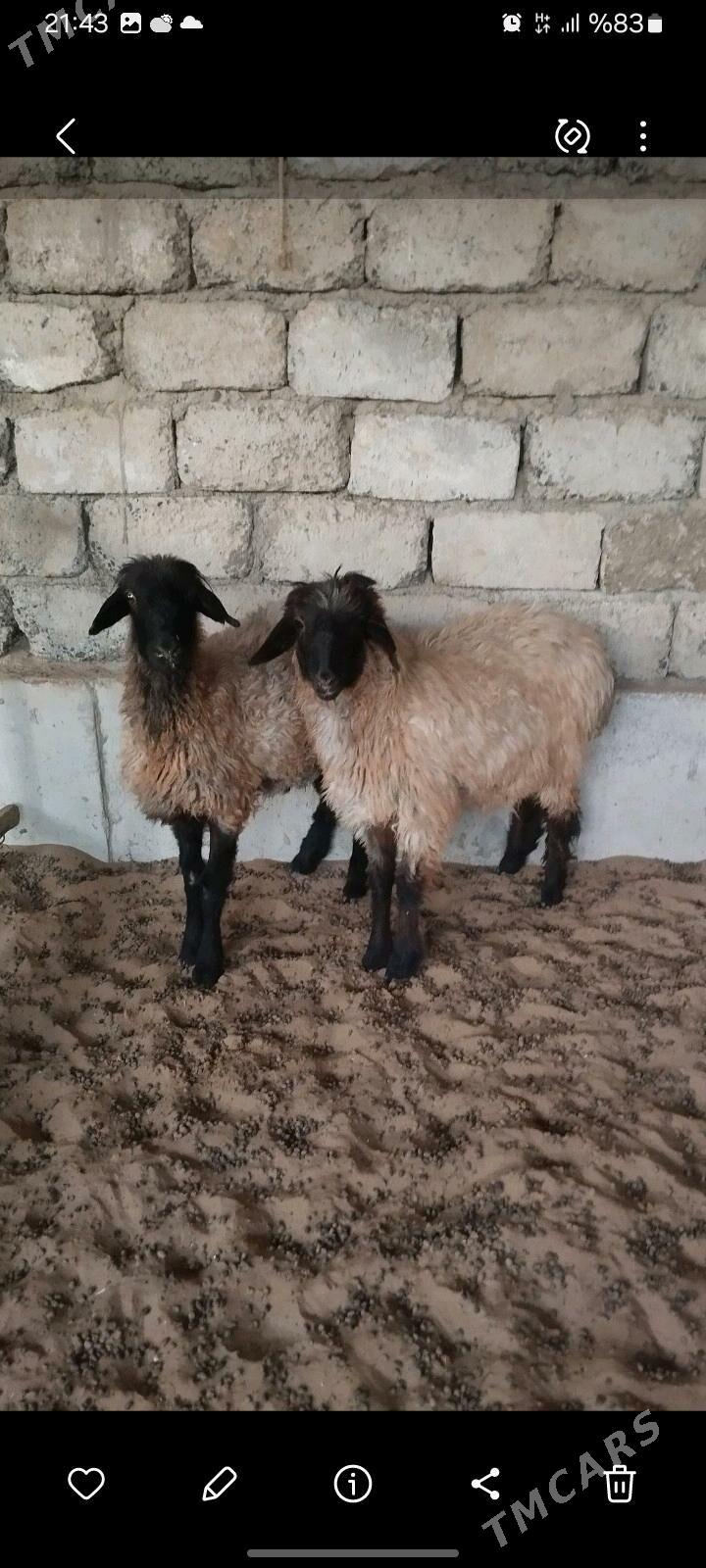 tokly - Aşgabat - img 2