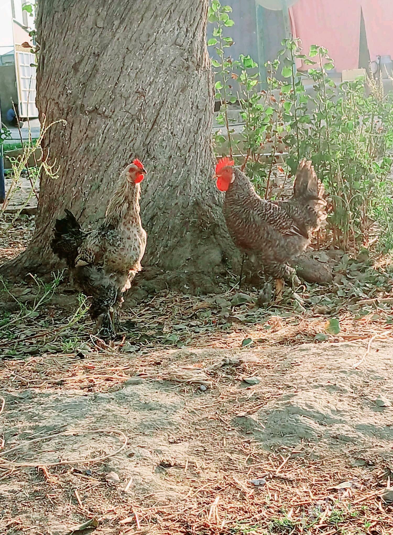 balgar Horaz - Бахарден - img 6