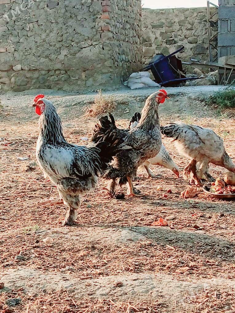 balgar Horaz - Бахарден - img 7