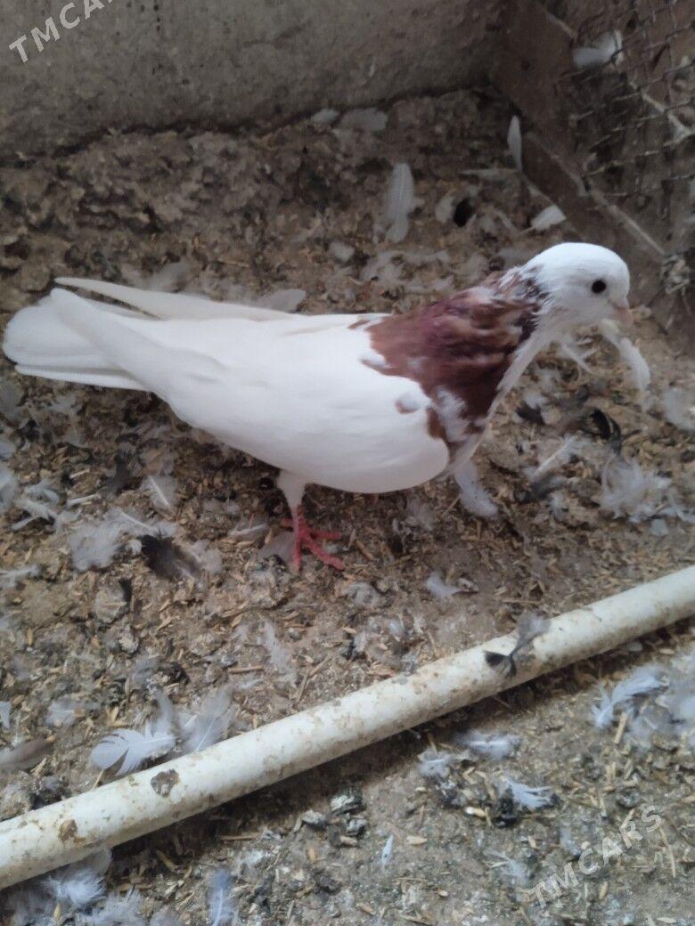 kepderi - Ашхабад - img 4