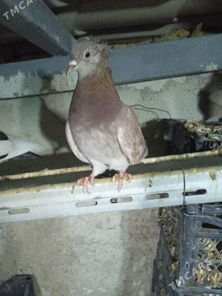 kepderi - Ашхабад - img 2