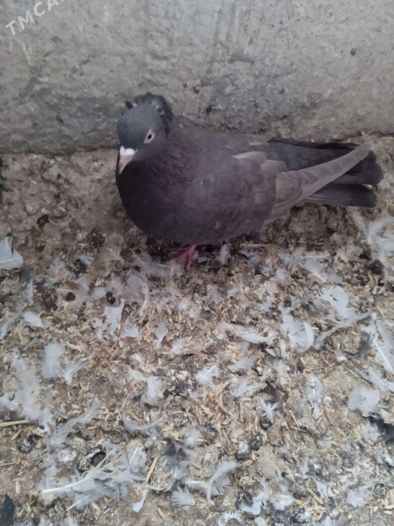 kepderi - Ашхабад - img 5