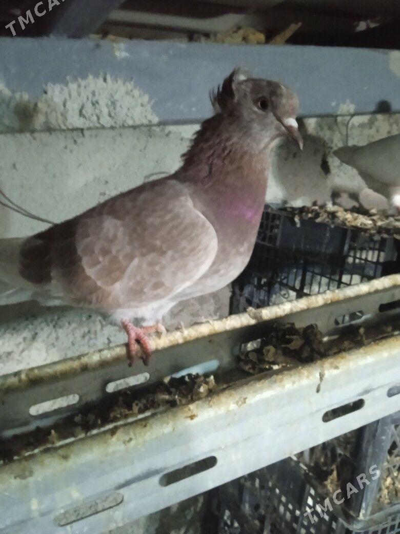 kepderi - Ашхабад - img 1