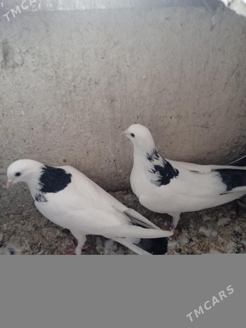 kepderi - Ашхабад - img 7