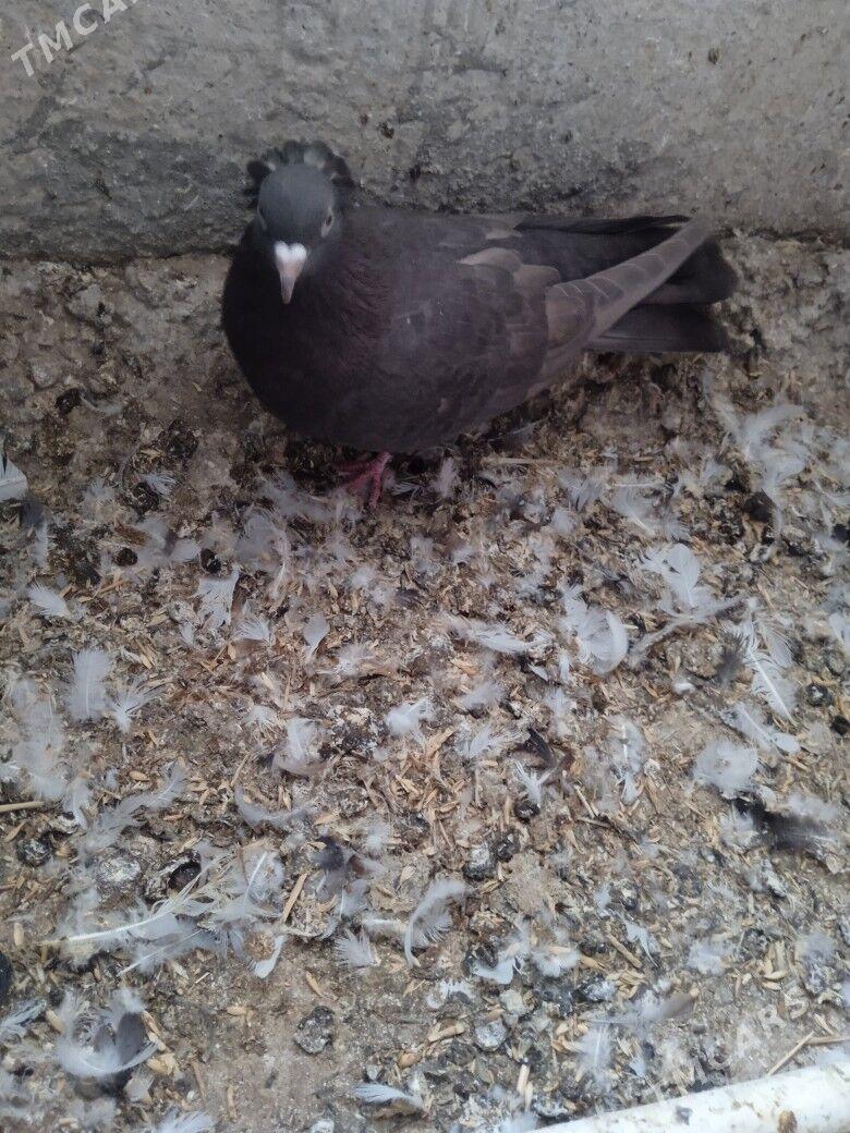 kepderi - Ашхабад - img 6