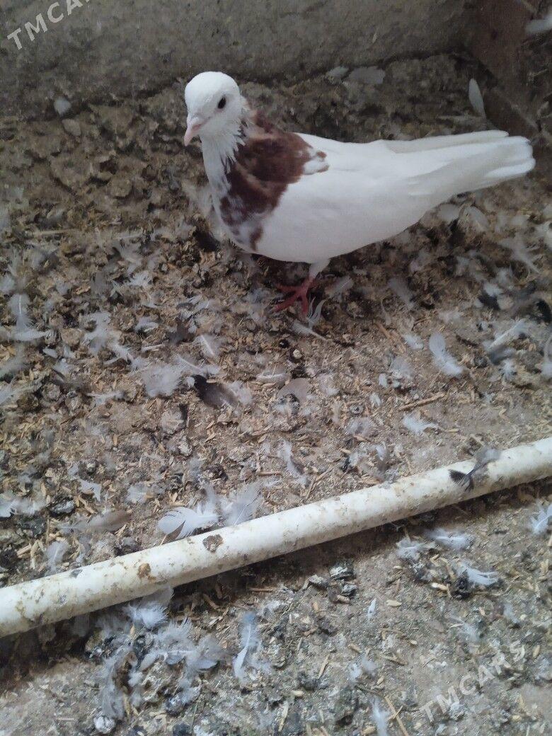 kepderi - Ашхабад - img 3