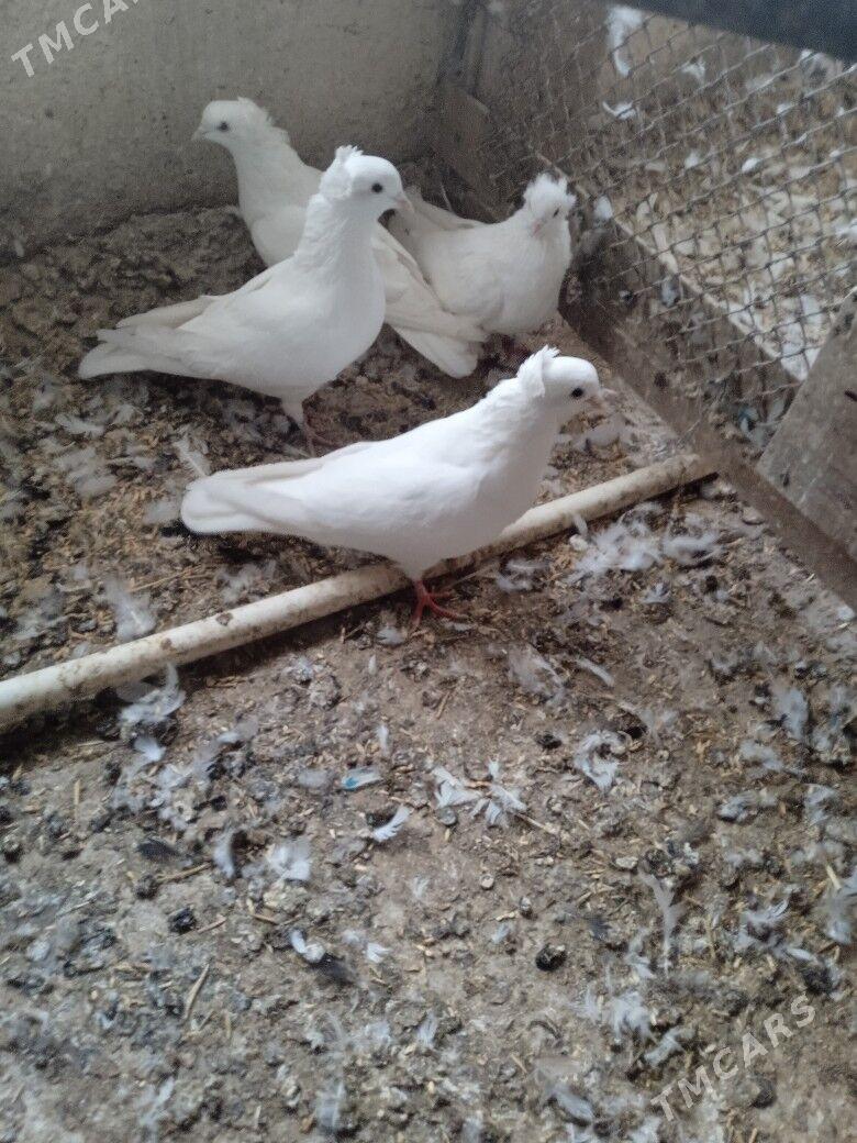 kepderi - Ашхабад - img 10