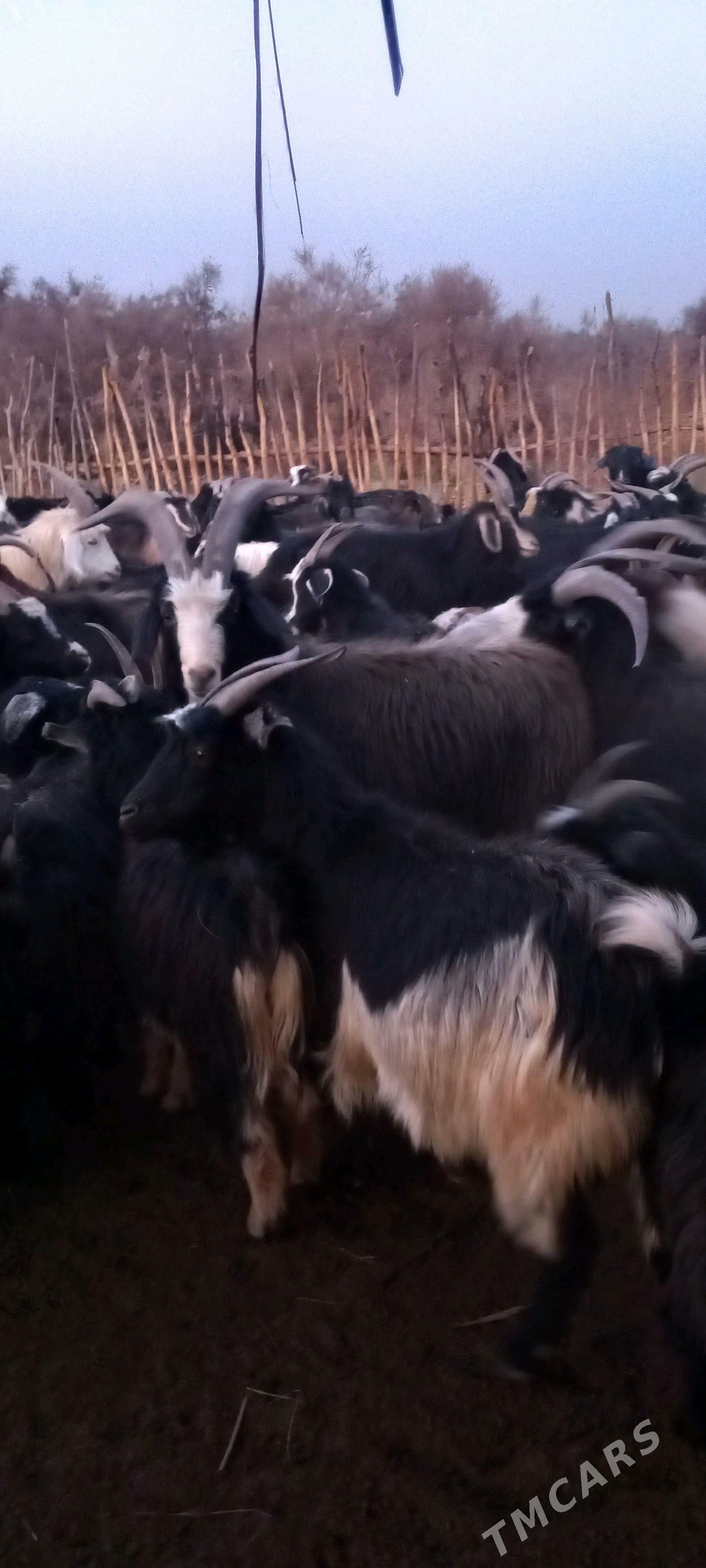 Serke - Garabekewül - img 3