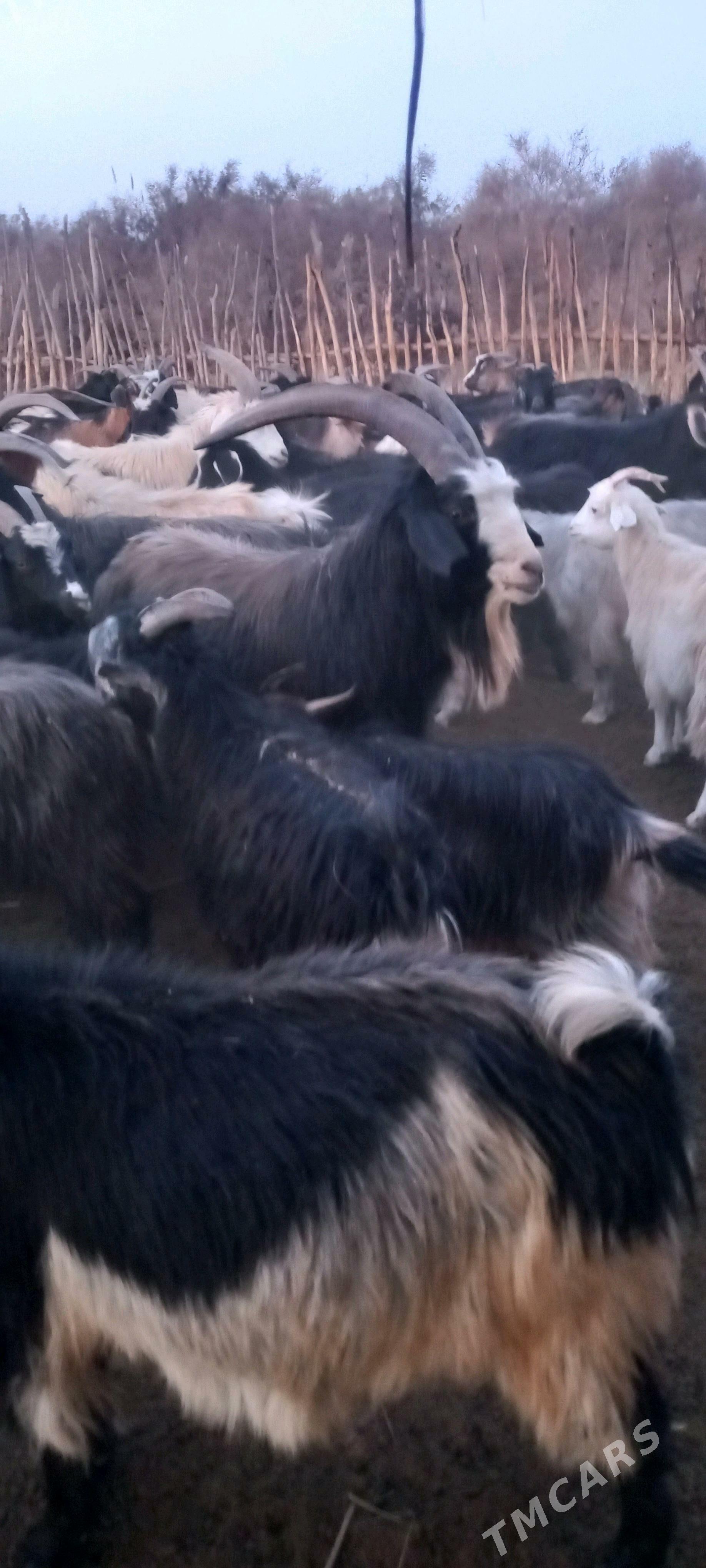 Serke - Garabekewül - img 4