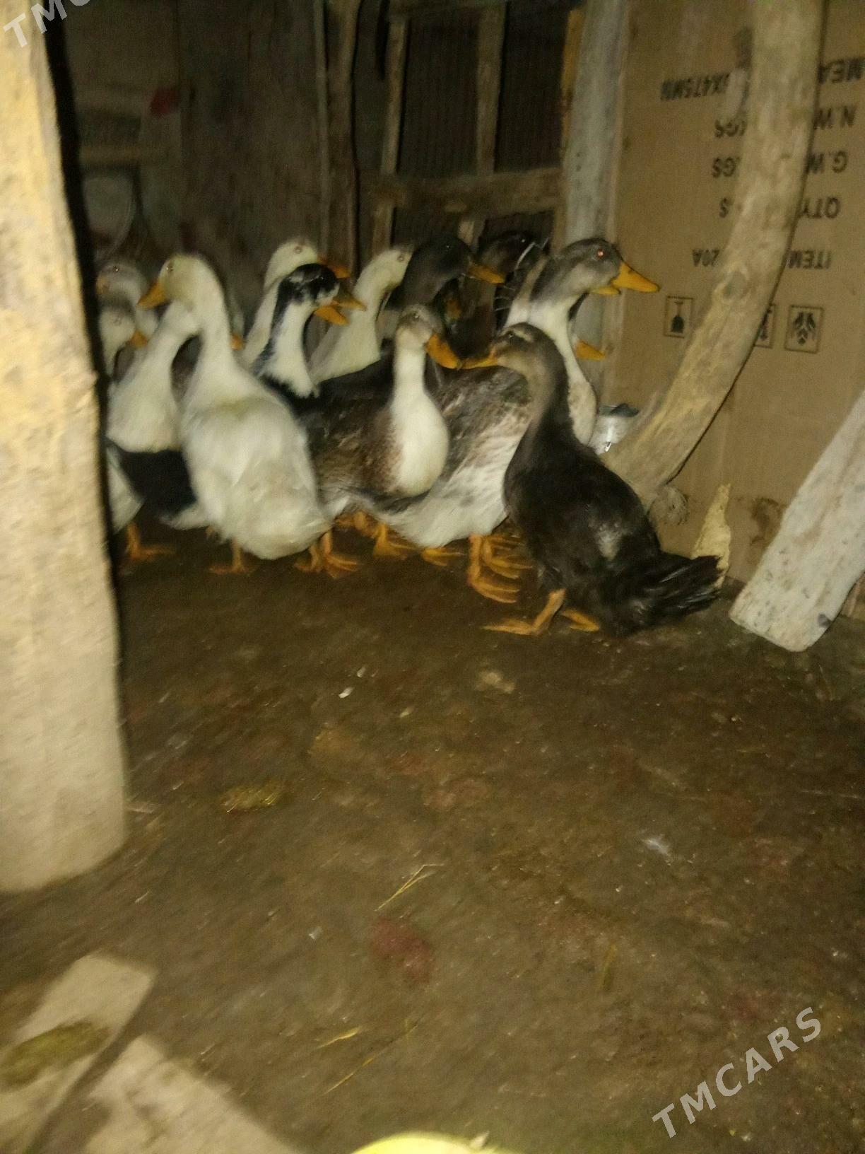 ýaşylbaş ördek - Murgap - img 1