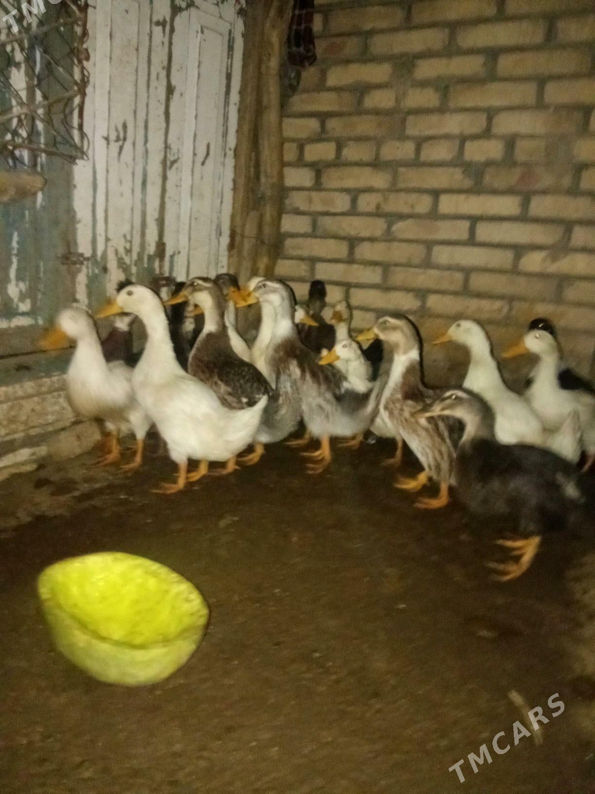 ýaşylbaş ördek - Murgap - img 2