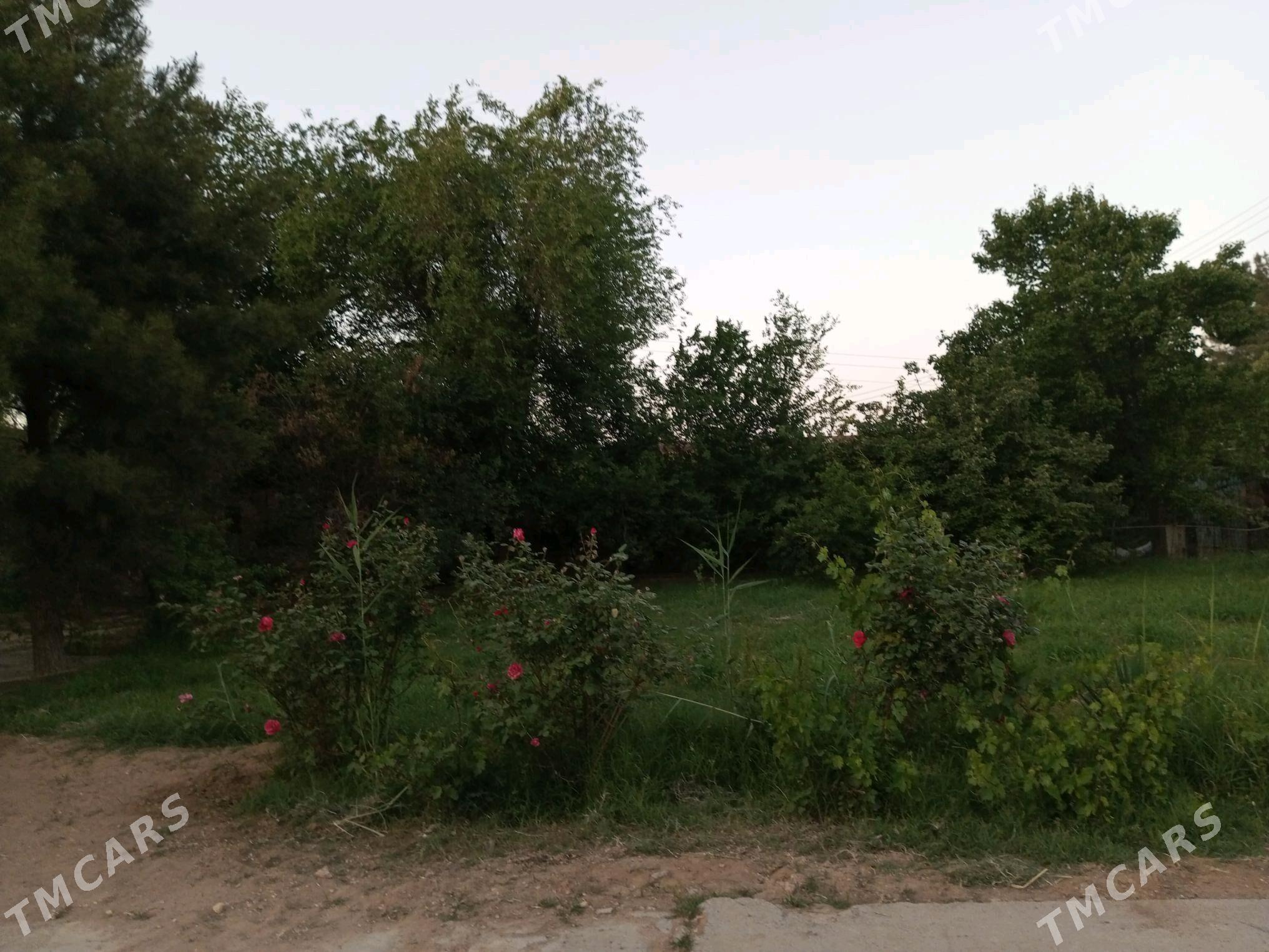 daca cynar sanitoryan yany - Mary - img 3