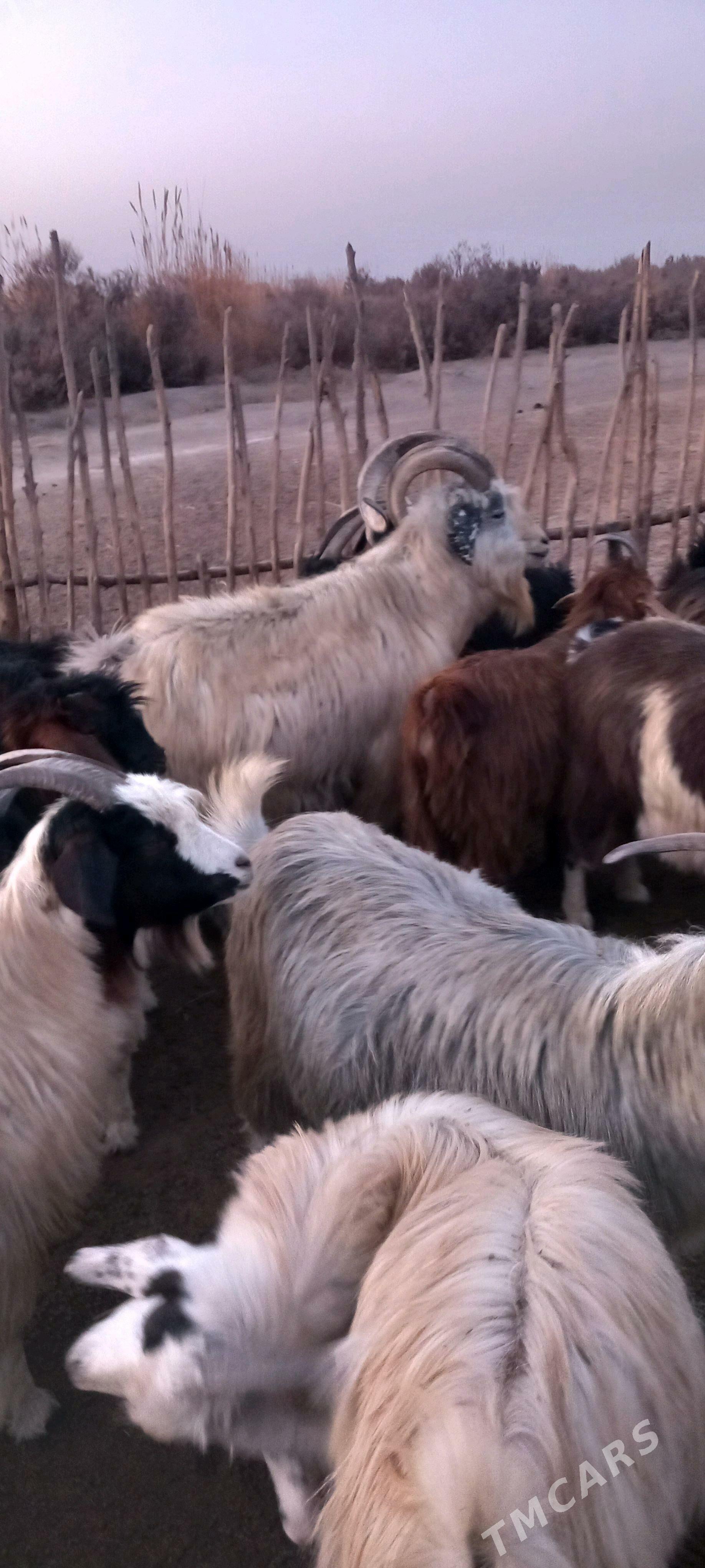 Serke - Garabekewül - img 5