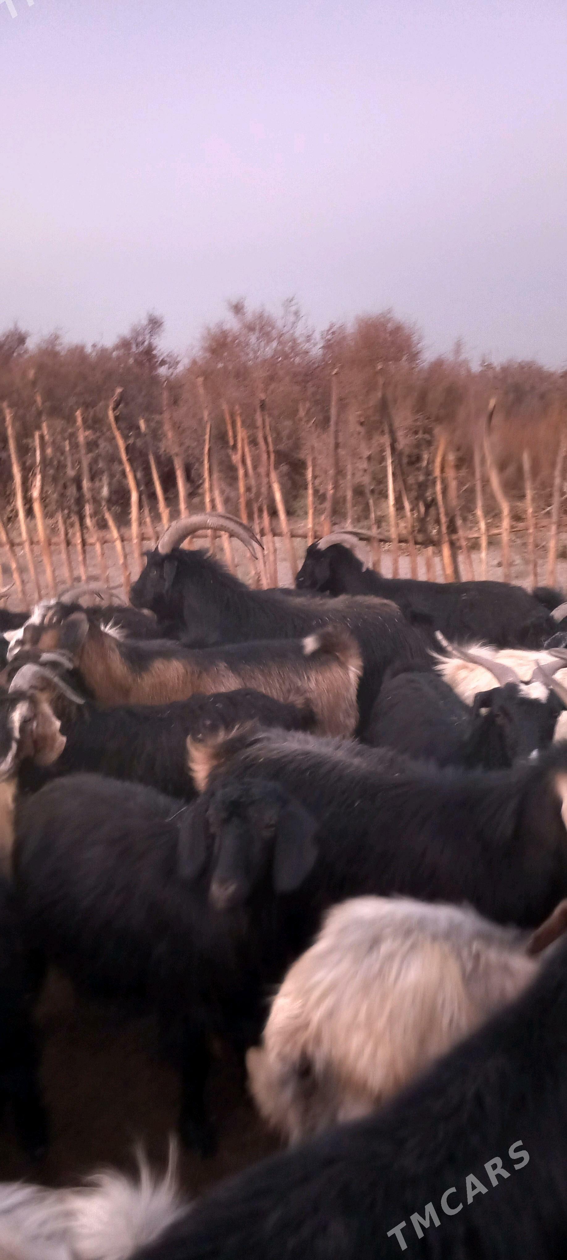 Serke - Garabekewül - img 2