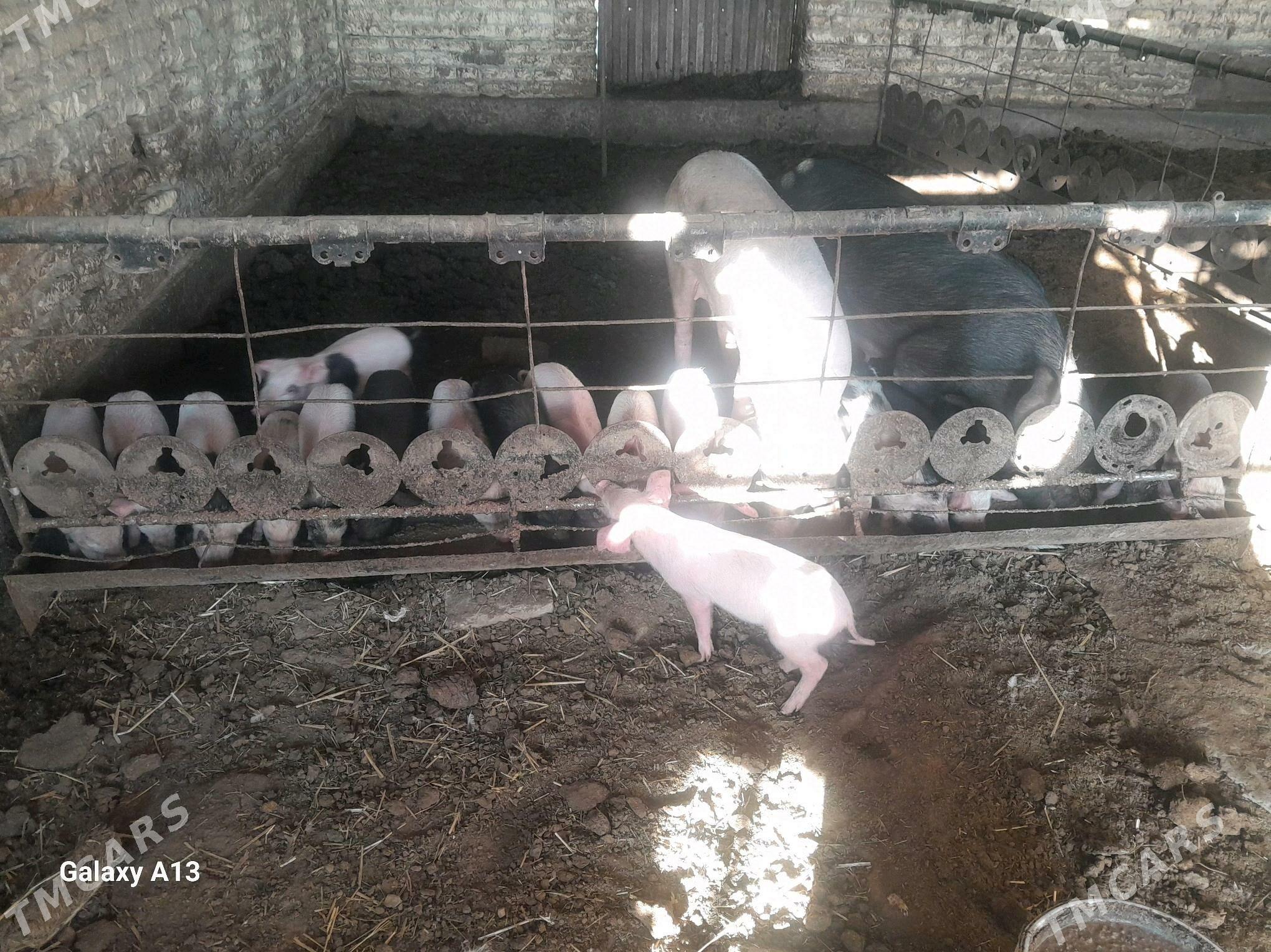 jojuk - Çärjew - img 3