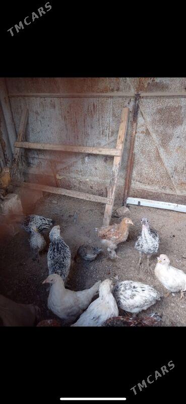 towuk juyje - Туркменбаши - img 1