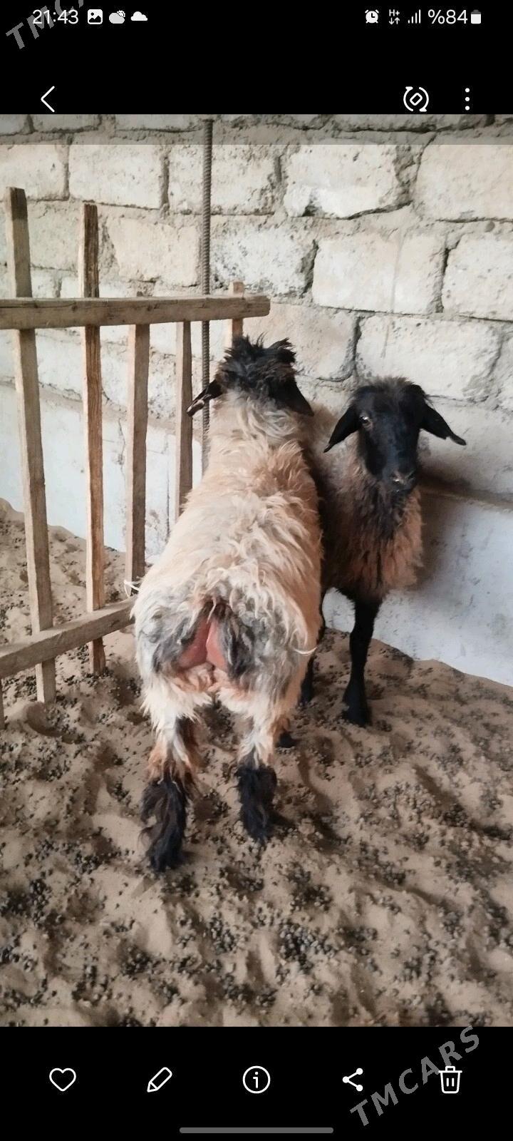 tokly - Aşgabat - img 4