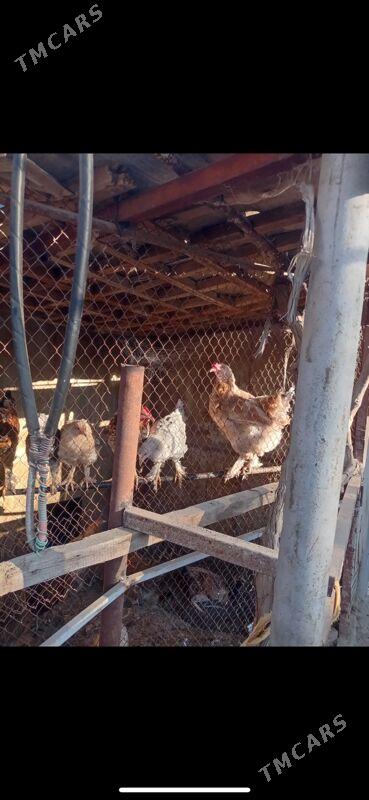 towuk juyje - Туркменбаши - img 3