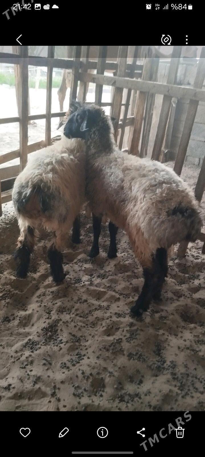 tokly - Aşgabat - img 3