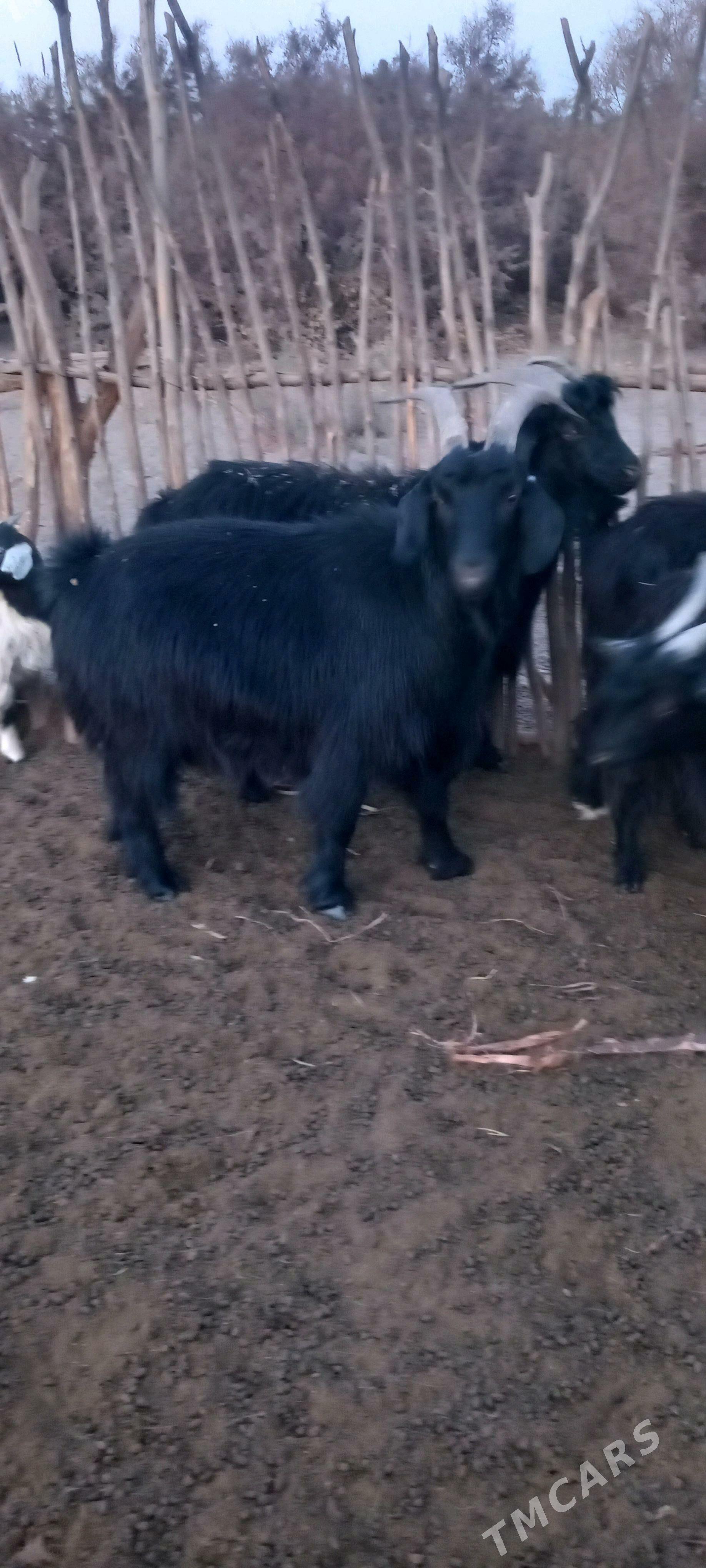 Serke - Garabekewül - img 8