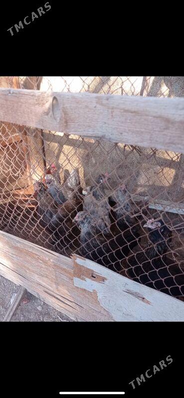 towuk juyje - Туркменбаши - img 4