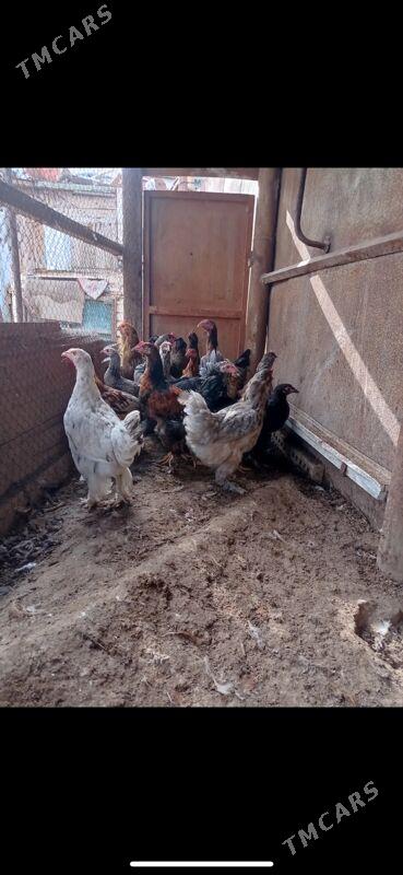 towuk juyje - Туркменбаши - img 2