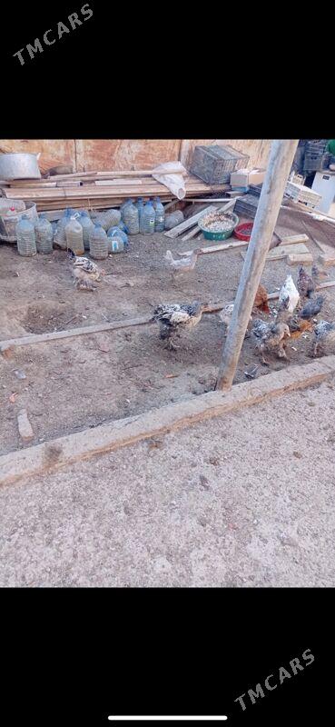 towuk juyje - Туркменбаши - img 8