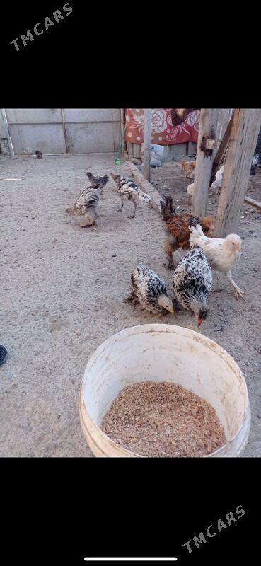 towuk juyje - Туркменбаши - img 7