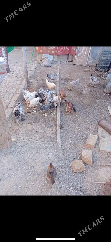 towuk juyje - Туркменбаши - img 9