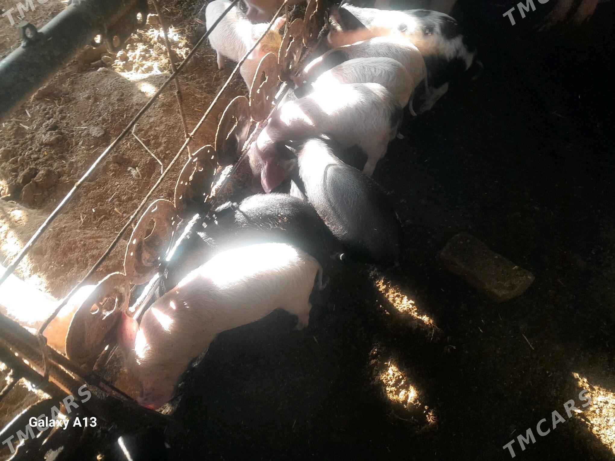 jojuk - Çärjew - img 1