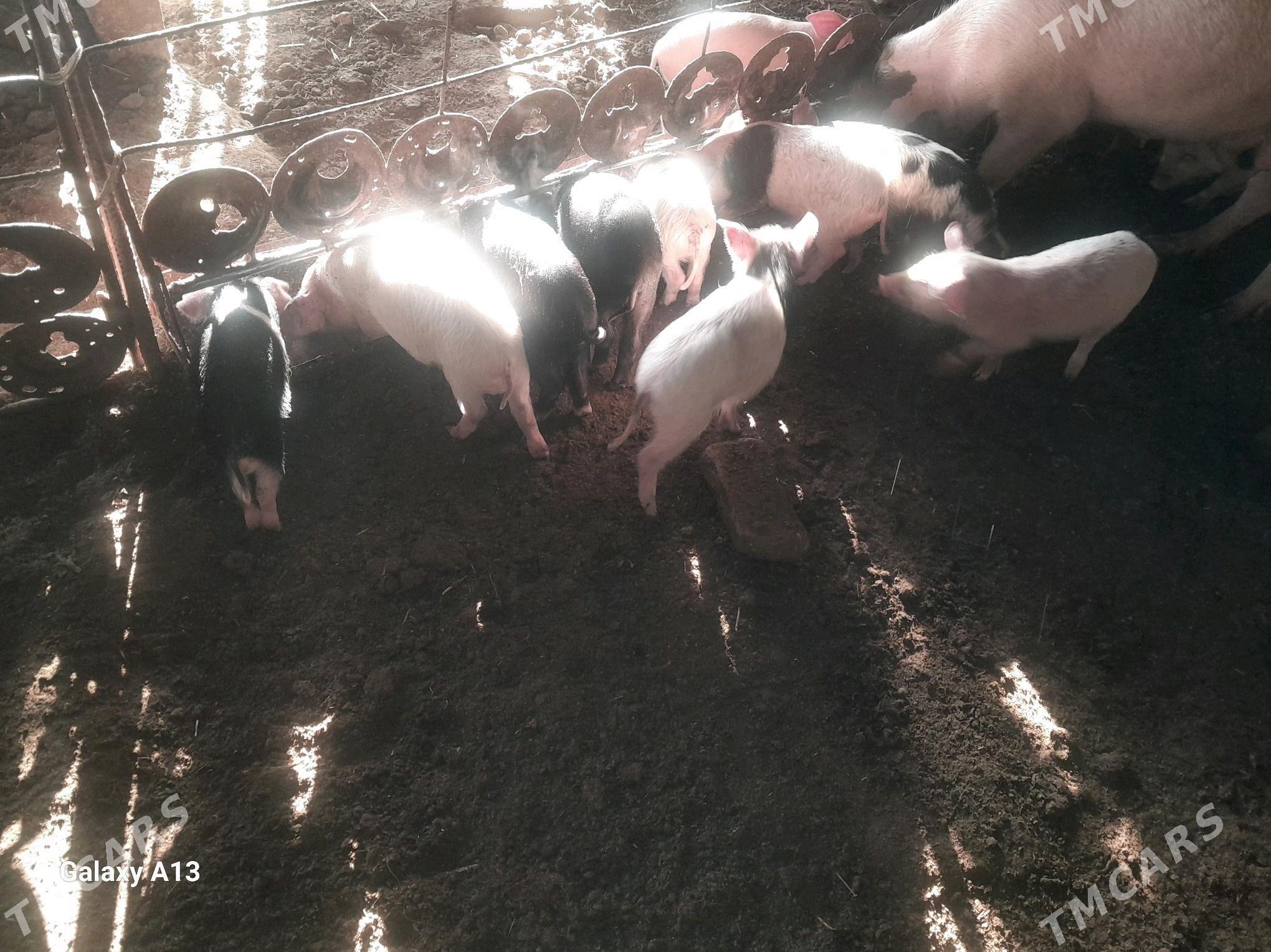 jojuk - Çärjew - img 2