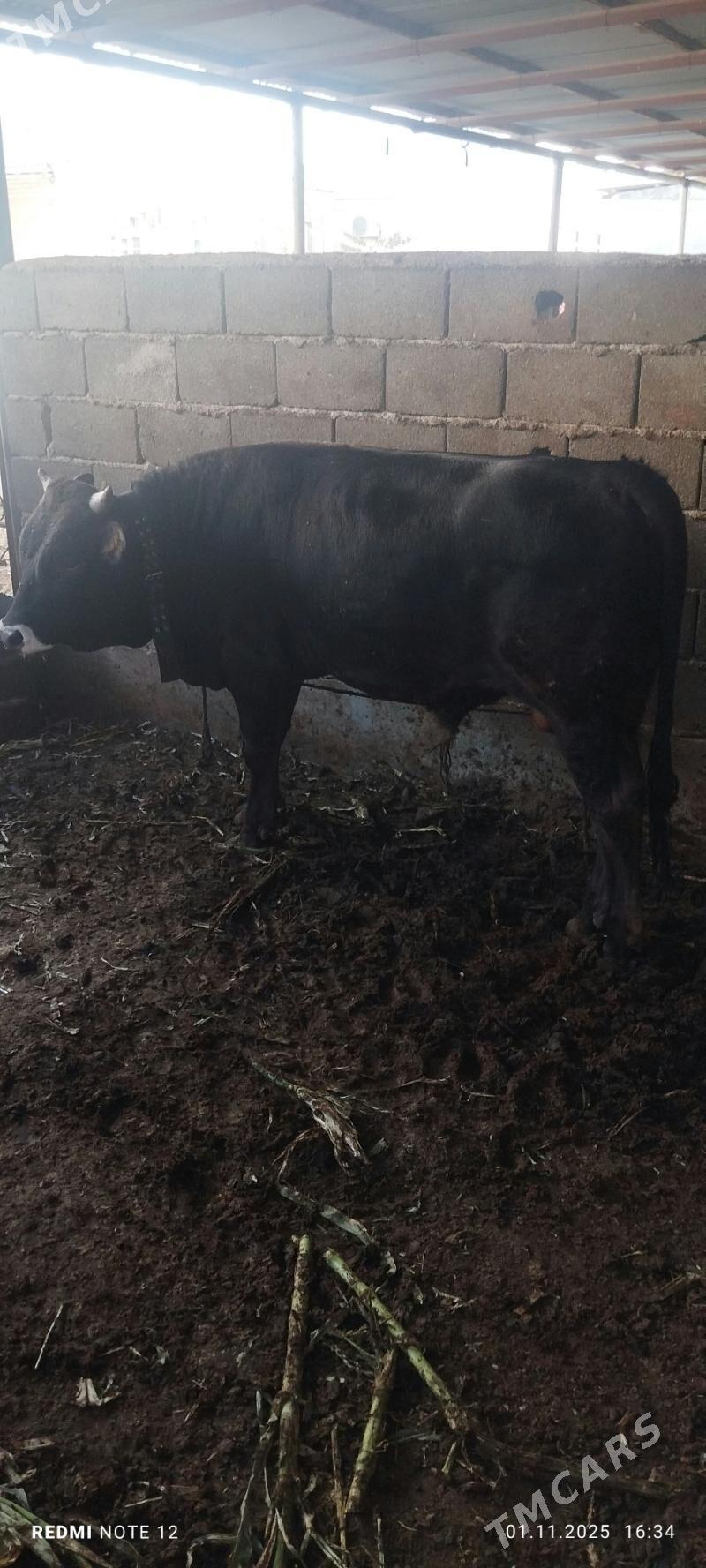 okuz - Ашхабад - img 2